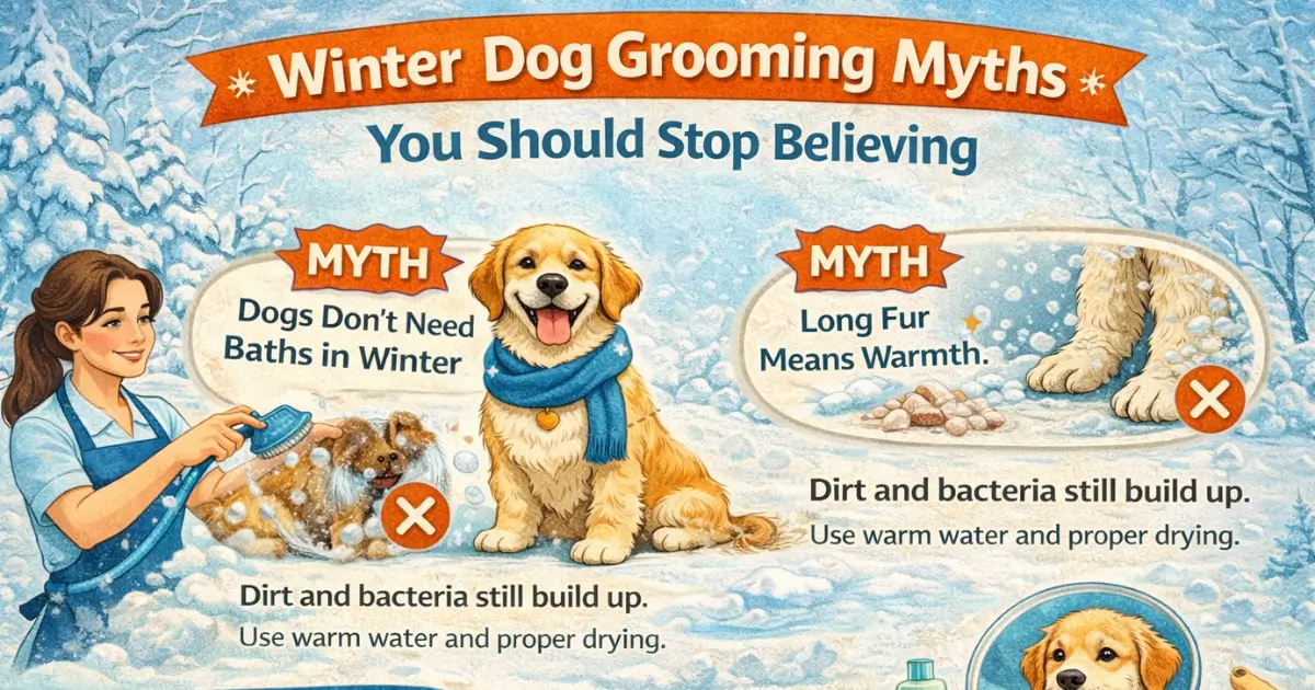 Winter Dog Grooming Myths You Should Stop Believing